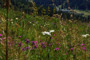 prairie_fleurie_BecdelAigle