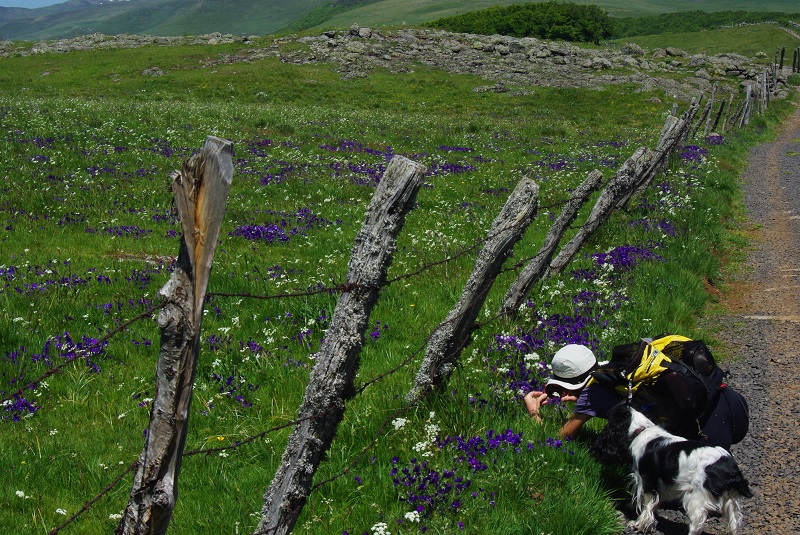 en route vers le Plomb du Cantal