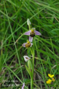 Ophrys_apifera-fk