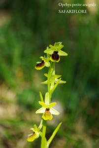 Ophrys_araneola-fk
