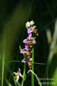 Ophrys_scolopax-fk