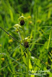 Ophrys_sillonnee-fk