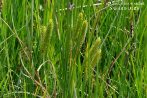 Carex-pseudocyperus-fk
