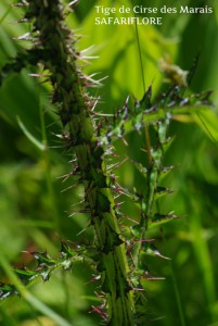 Tige-Cirsium-palustris-fk
