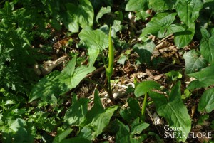 Arum-maculatum-fk