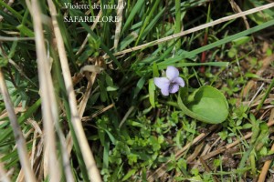 Viola-palustris-fk