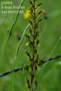 Listera bifolia
