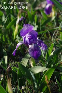 iris lutescens