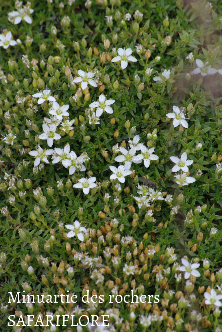 Minuartia rupestris