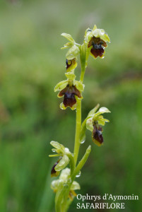Ophrys aymonii