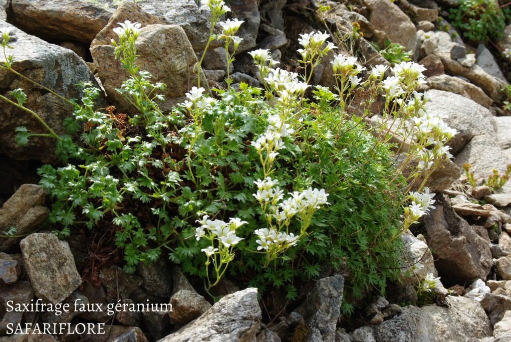 Saxi-geranioides-fk | L'herbier des Volcans