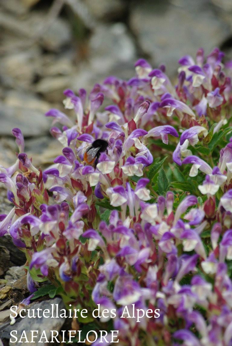 Scutellaria alpina