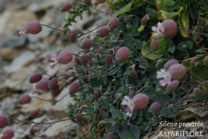 Silene vulgaris subsp. prostrata