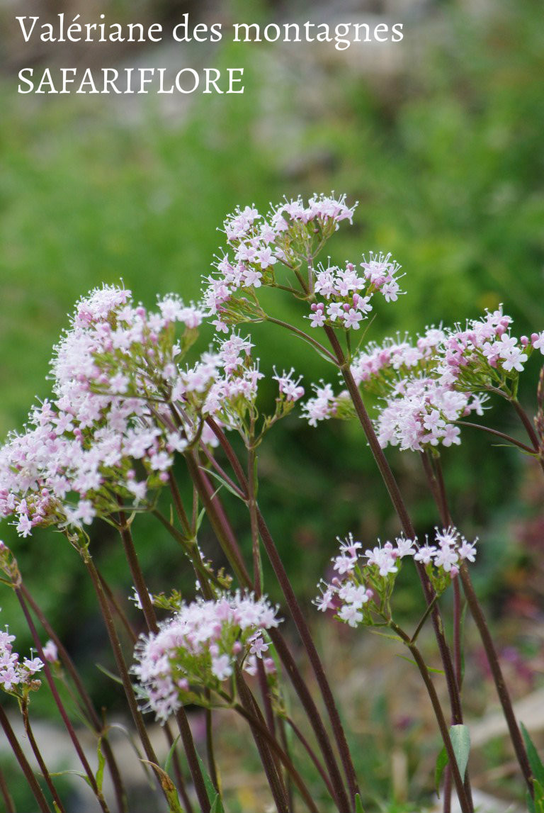 Valeriana montana