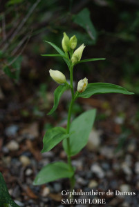 Cephalanthera damasonianaoniana