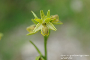 Ophrys araneola hypochrome