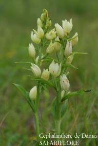Cephalanthera damasoniana