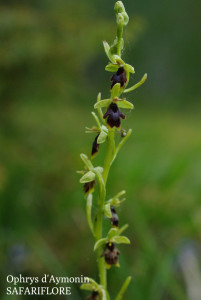 Ophrys aymonii