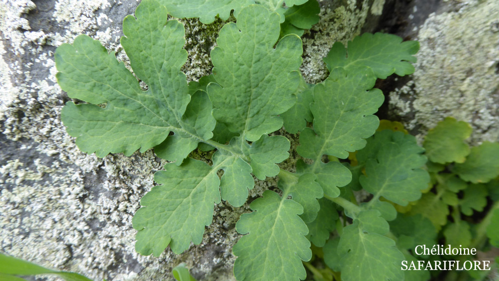 La chélidoine (Chelidonium majus) | L'herbier des Volcans