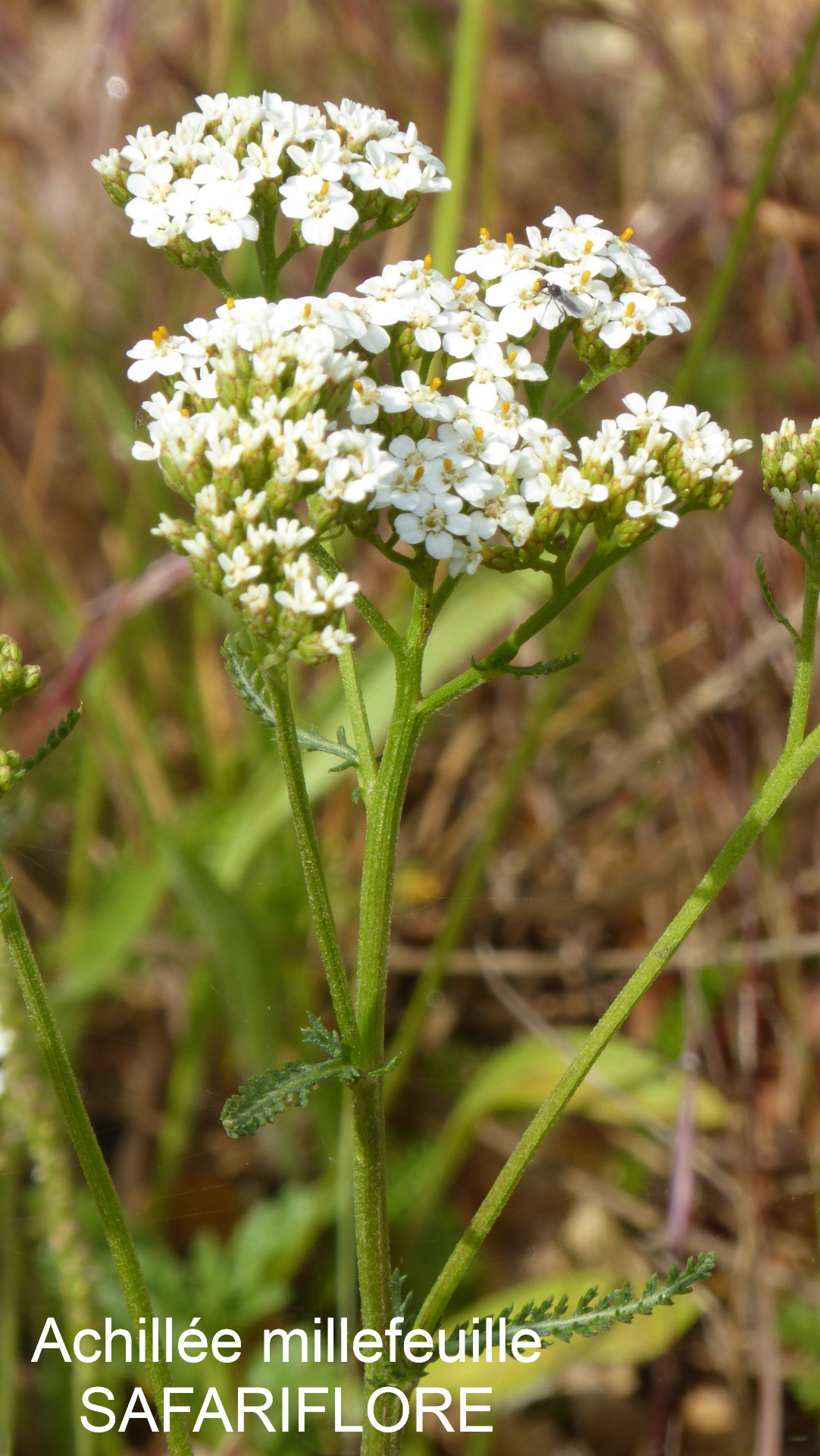 L’achillée millefeuille (Achillea millefolium) | L'herbier des Volcans