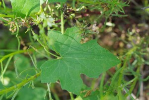 Bryona dioica